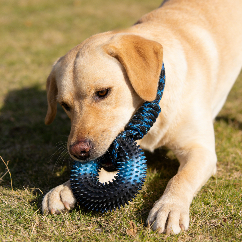 Interactive Tug Chew Toy: Knot - Spike Ball Game incelemesi ve fiyatı