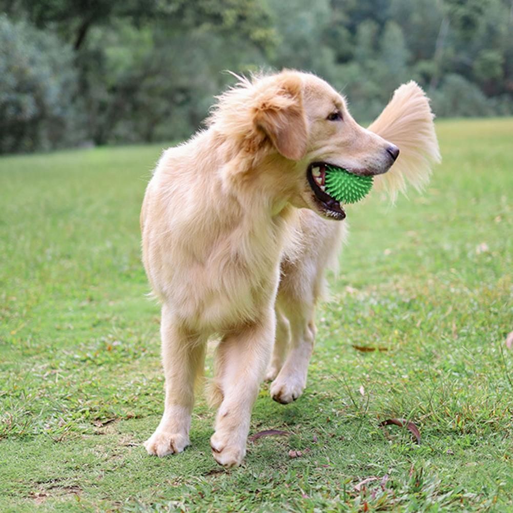 Pet Supplies Cleans Teeth Pupp - Spike Ball Game incelemesi ve fiyatı